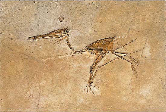 Fossilized Pterosaur