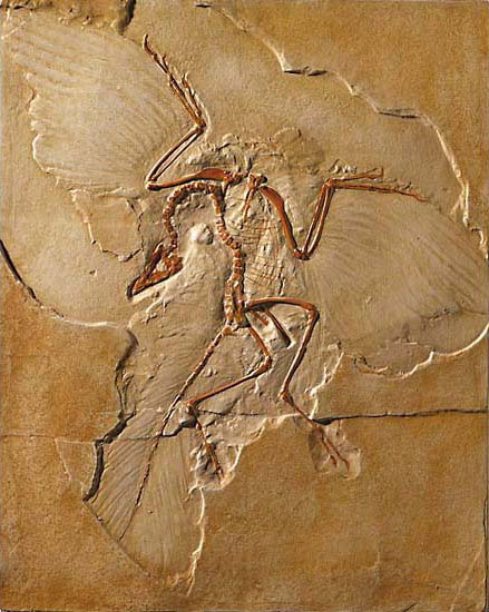 Archaeopteryx Fossil