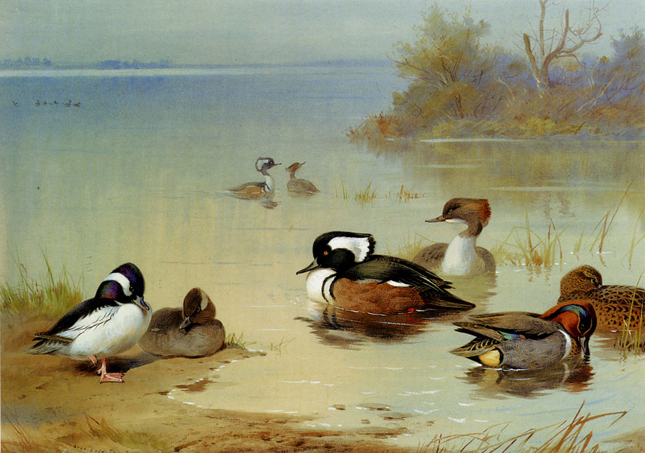 Archibald Thorburn Oil Painting