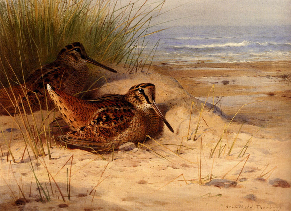 Archibald Thorburn Oil Painting