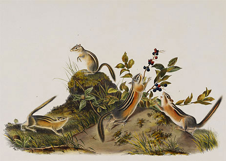 John James Audubon Oil Painting