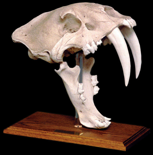 Saber Tooth Tiger Skull with Stand