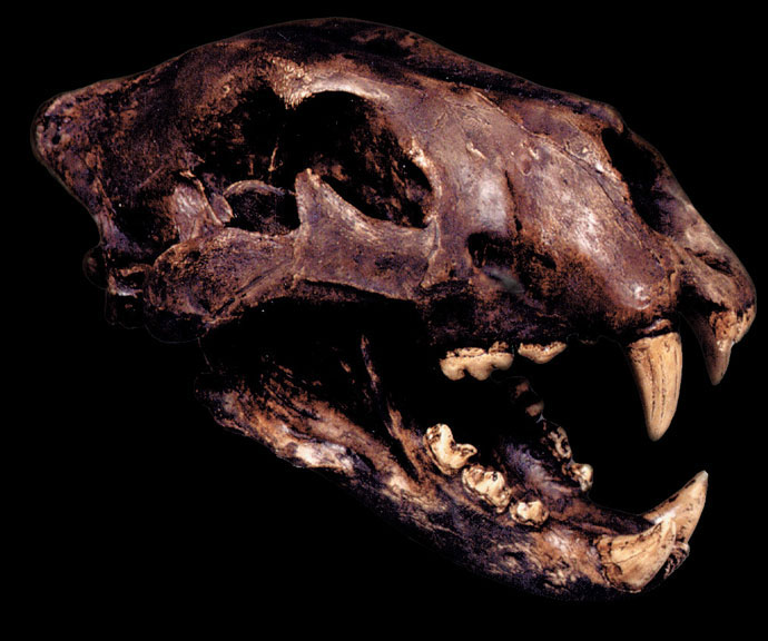 American Lion Skull (tar pit) with Stand