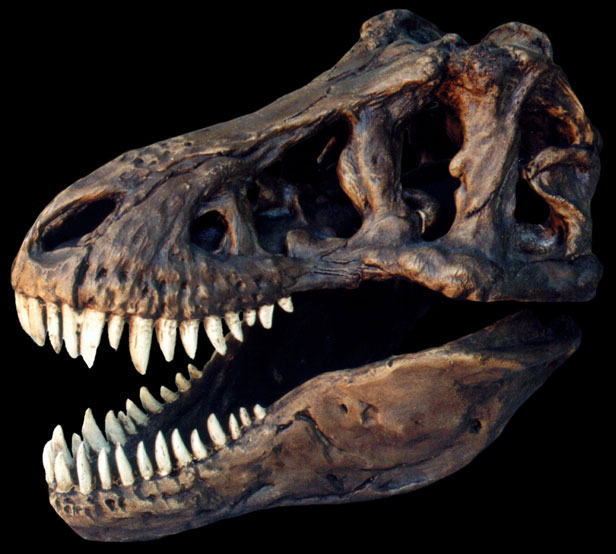 Tyrannosaurus Rex Skull with Stand