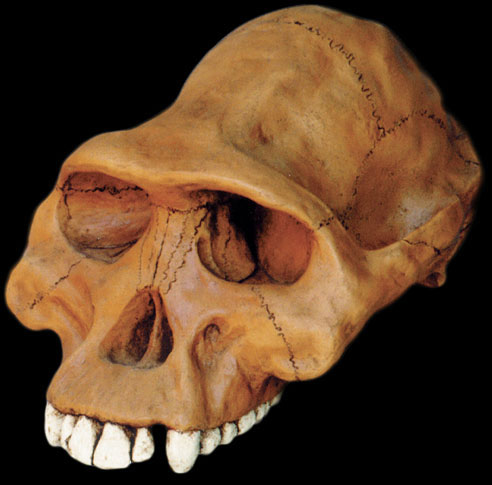 Australopithecus afarensis Cranium